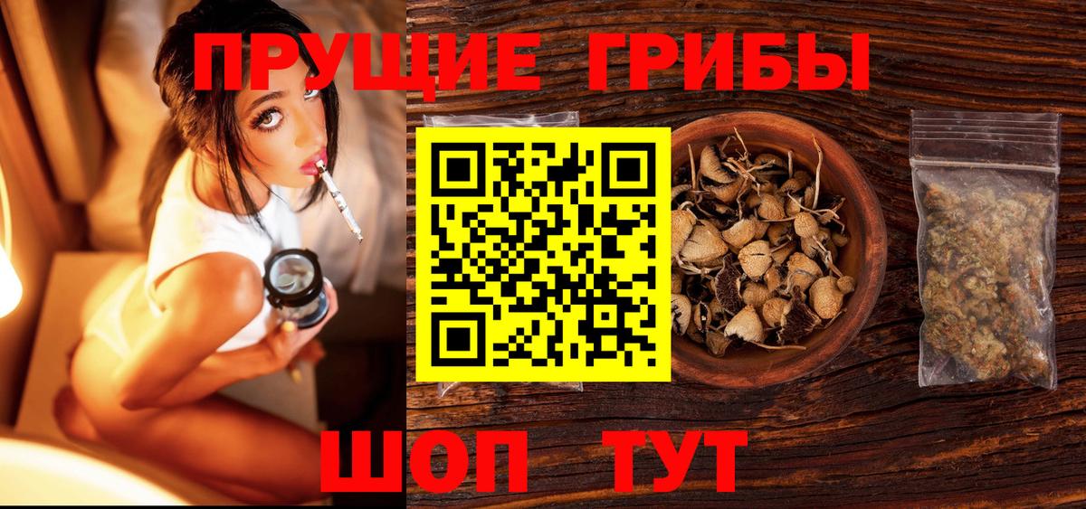 Псилоцибиновые грибы Psilocybe Чистополь